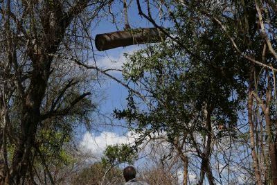 Kenia Makueni de traditionele uitgeholde boomstam als bijenkast